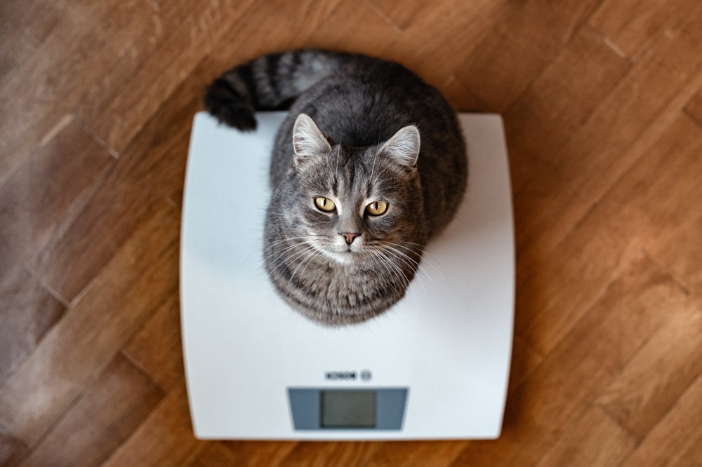 Qual è il peso giusto per il tuo gatto